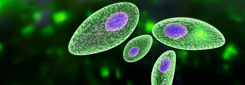 Die Infektion mit Toxoplasma gondii erfolgt vor allem über rohe oder ungenügend erhitzte, kontaminierte Fleischprodukte.