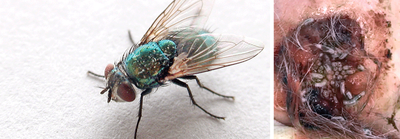 Fliegen als Krankheitsträger nicht unterschätzen Die Goldfliege, Lucilia sericata (links), legt ihre Eier mit Vorliebe auf totem Gewebe ab. Nach Reinigung der Wunde am Hinterkopf der 94-Jährigen traten zahlreiche Maden hervor (rechts).