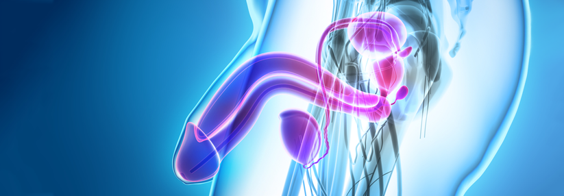 Kann eine Transplantation die Macht des Gemächts zurück bringen?