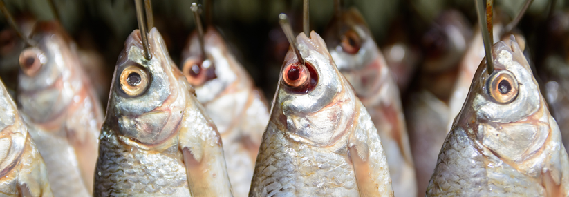 Hat der Genuss von Fisch einen Haken?