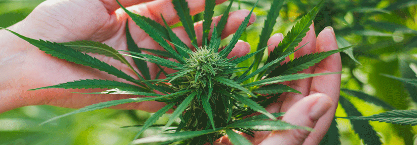 Legalisierung von Cannabis: Aus den USA weiß man, dass seit der Freigabe mehr Jugendliche kiffen.