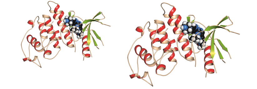 Ribociclib bindet sowohl an CDK4 als auch an CDK6. So werden die Kinasen spezifisch gehemmt.