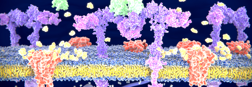 Bei dieser Art der Therapie des Typ-2-Diabetes werden die Langerhansschen Inseln transplantiert.