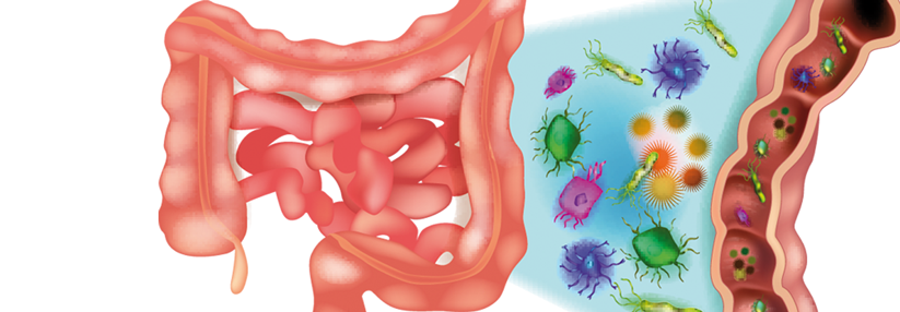 Für mehr Diversität im Darm Stuhltransplantate kombinieren.