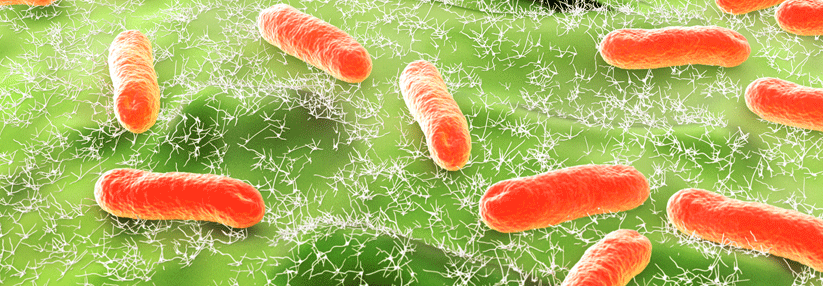 Meistens sind Escherichia-Coli-Bakterien für den Infekt verantwortlich.