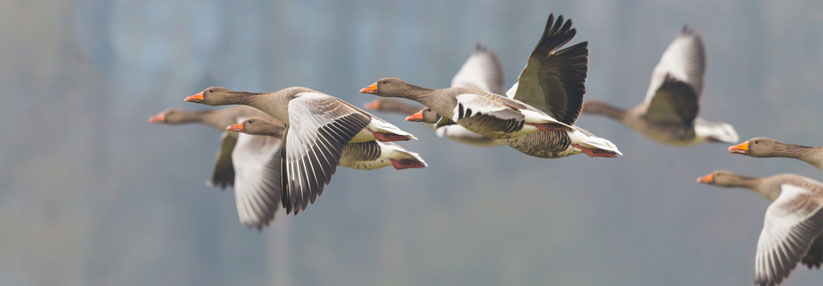 Das Virus wird über Zugvögel eingeschleppt.