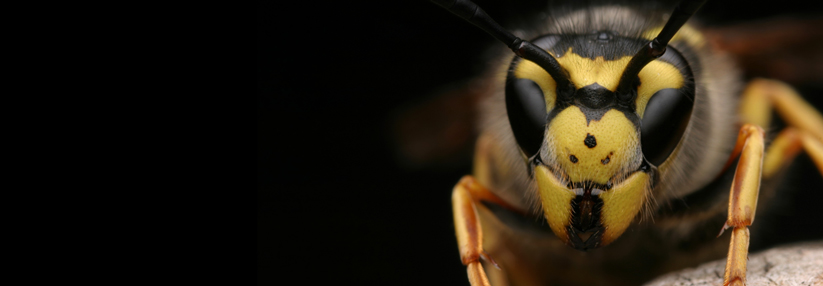 Die schwarzgelbe Gefahr: Insektenstiche können tödlich enden.