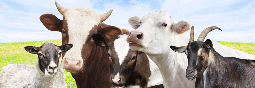 Aufgrund der strukturellen Ähnlichkeit von Kuh-, Schaf- und Ziegenmilch betrifft eine Milchallergie meist alle drei Arten.