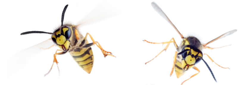 Wissenschaftler versuchten herauszufinden, warum Reaktionen auf Insektenstiche so unterschiedlich sein können.