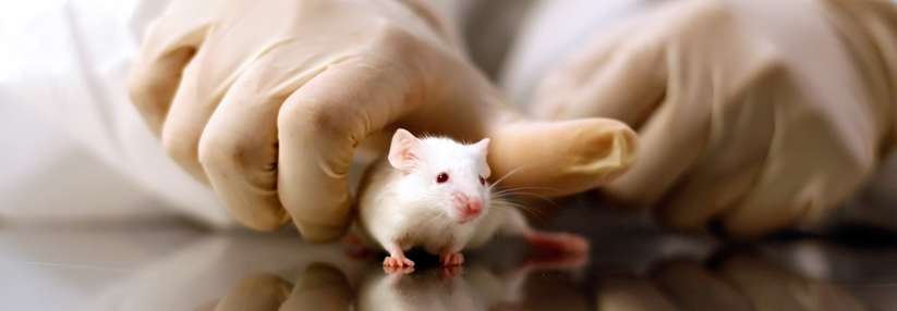 Bei diabetischen Mäusen zeigen sich bereits erste Erfolge. Bis es zur Anwendung bei Menschen kommt, kann es noch länger dauern.