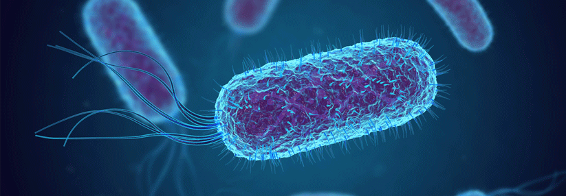 Die rein symptomatische Therapie mit dem E. coli Stamm soll helfen, dass Ulzera schneller abheilen.