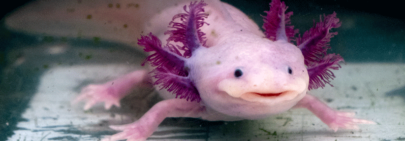 Axolotl können verlorene Gliedmaßen sowie Teile des Gehirns und Herzens neu bilden.