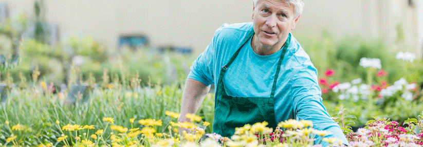 Ein erhöhtes Risiko für berufliche Kontaktallergien gegen Korbblütler tragen neben Gärtnern z.B. auch Blumen-, Obst- und Gemüsehändler. (Agenturfoto)