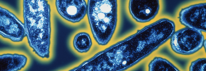 Das gram-negative Stäbchenbakterium Legionella pneumophila in einer kolorierten elektronenmikroskopischen Aufnahme.