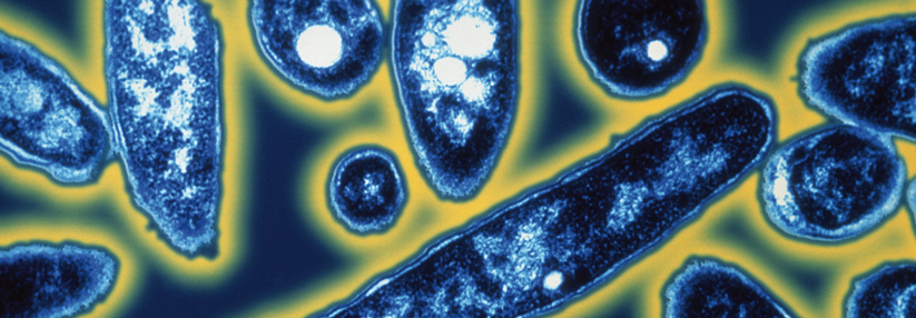 Legionellen tummeln sich zunehmend in unseren Häusern Das gram-negative Stäbchenbakterium Legionella pneumophila in einer kolorierten elektronenmikroskopischen Aufnahme.