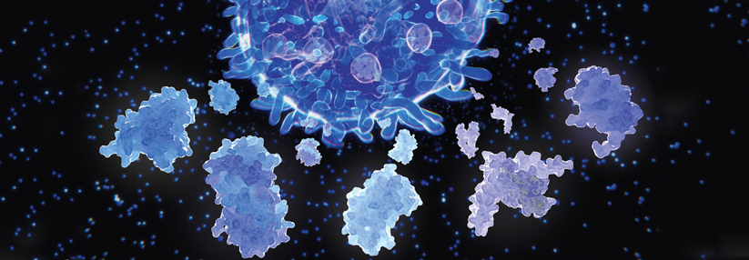Nach Aktivierung durch eine antigenpräsentierende Zelle schüttet die T-Helferzelle Interleukine aus.