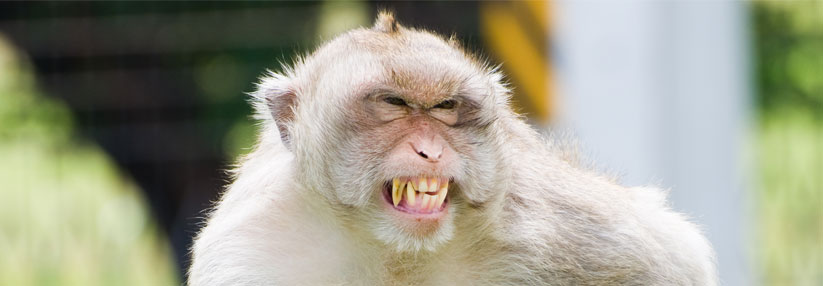 Kratzende und beißende Affen sind ein Grund für ein sehr hohes Infektionsrisiko in Asien, besonders auf Bali.