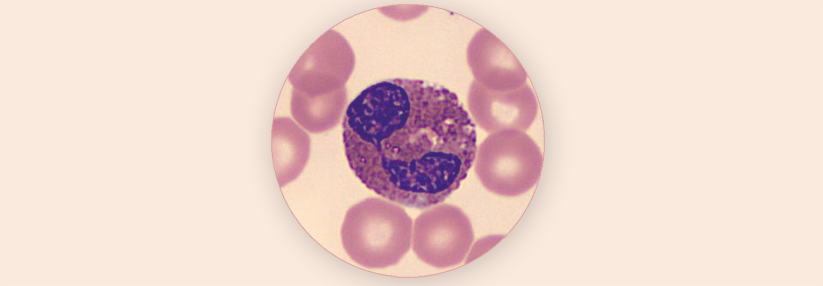 Die Granula der Eos enthalten toxische Proteine, die der Para­sitenabwehr dienen.