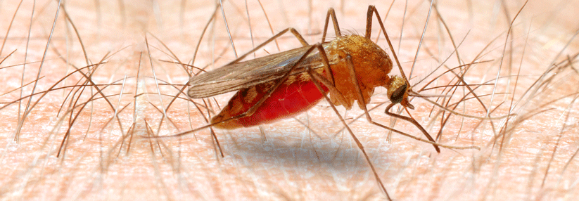 In vielen europäischen Ländern ist künftig mit einer längeren Mückensaison zu rechnen.
