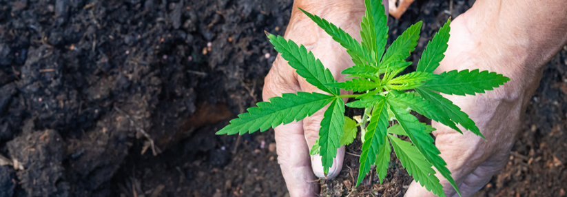 Cannabis kann bei Plantagenarbeitern sogar zu berufsbedingtem Asthma führen.
