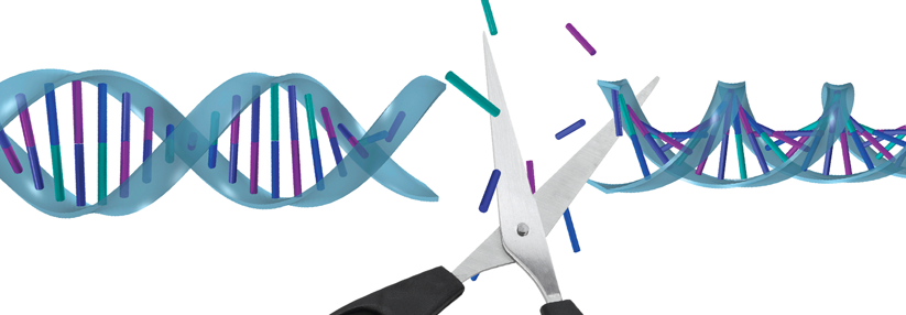 Liegt nach der Replikation ein Fehler vor, lassen sich die beiden DNA-Stränge der Doppelhelix nicht verbinden. Die Fehl­paarungsreparatur erkennt normalerweise die Stellen und schneidet sie heraus. Sie werden korrigiert und verbunden.