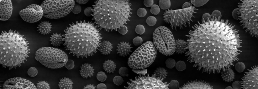 Um dem Einfluss der Pollen entgegenzuwirken, gilt die spezifische Immuntherapie als wichtigste Option.