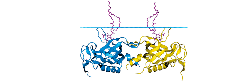 Die Bruton-Tyrosinkinase ist wichtig, um das B-Zell-Rezeptor-Signal ins Zellinnere zu übertragen.