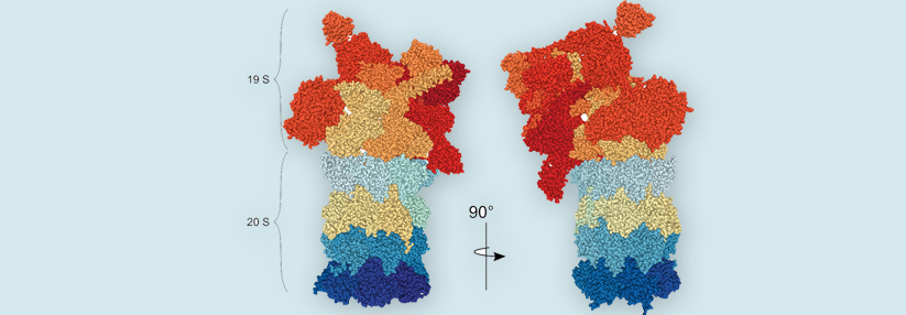 Proteasome bestehen aus einer katalytischen 20S-Unter­einheit und zwei regulatorischen 19S-Untereinheiten. Sie sind für den Protein­abbau außerhalb von Lysosomen zuständig.