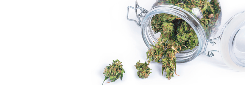 Cannabisblüten aus der Apotheke enthalten bis zu 25 % THC.