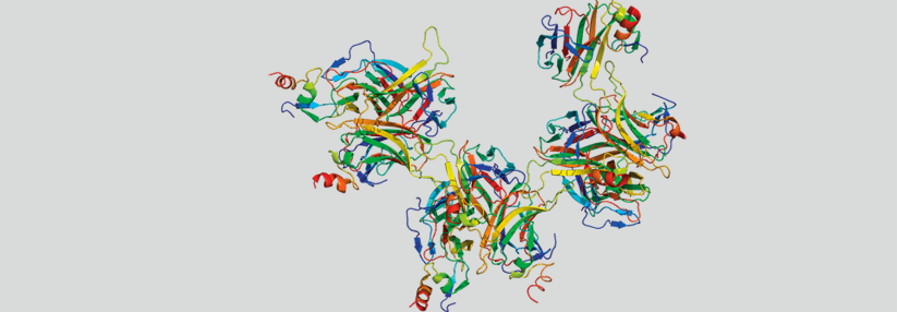Das B-cell maturation antigen (BCMA) gehört zur Superfamilie der TNF-Rezeptoren.