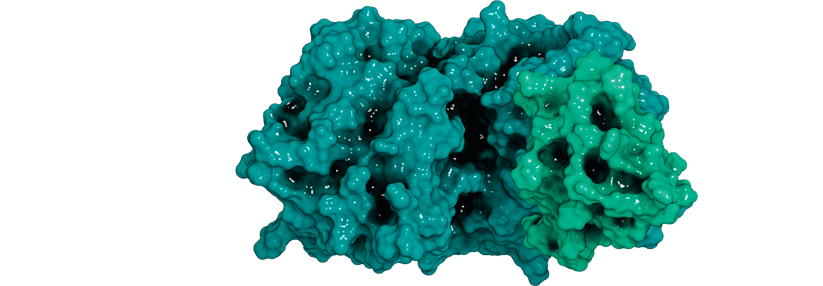 PCSK9 mindert die Anzahl von LDL-Rezeptoren in der Zellmembran von Leberzellen.