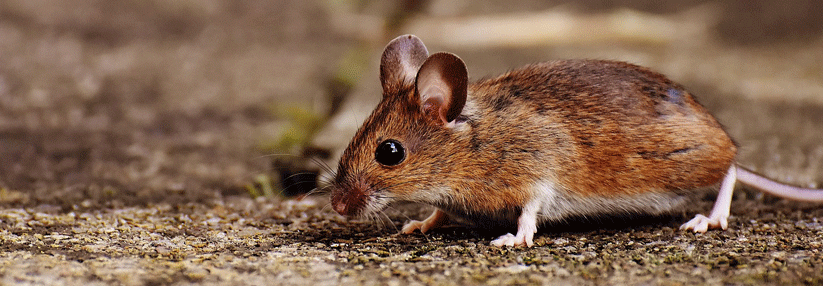 Trichophyton mentagrophytes ist generell bei Haus- und Zootieren, beispielweise Mäusen, zu finden.