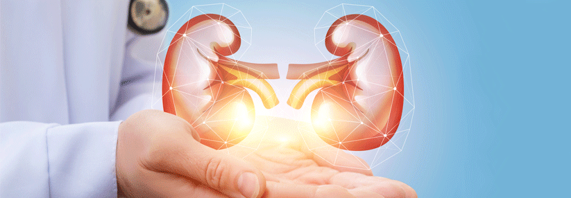 Weniger ist mehr Die diabetische Nephropathie ist mit einem Anteil von etwa 35 % einer der Hauptauslöser der Niereninsuffizienz.