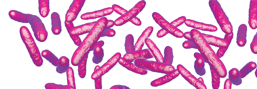 Verschiedene Bakterien kommen in der Therapie zum Einsatz – ein Großteil gehört der Gattung Lactobacillus an.