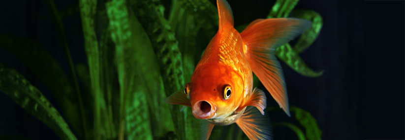 Wer hätte das gedacht: Der eigene Goldfisch zu Hause kann das Herzrisiko beeinflussen.
