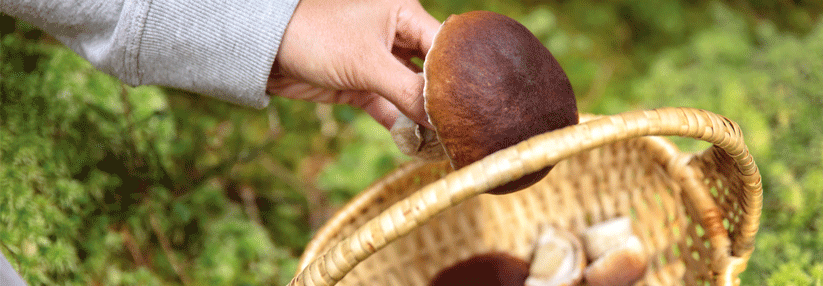 Bei wild wachsenden Pilzen misst man zum Teil mehrere Tausend Bq/kg.