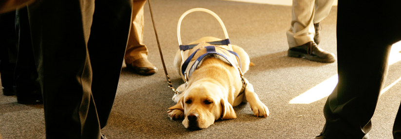 Ohne ihren Führhund wären blinde Menschen beim Arztbesuch auf sich allein gestellt.