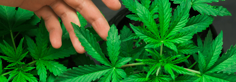 „Um Cannabis als Medizin ist ein Hype entstanden, der nur im Einzelfall berechtigt ist.“