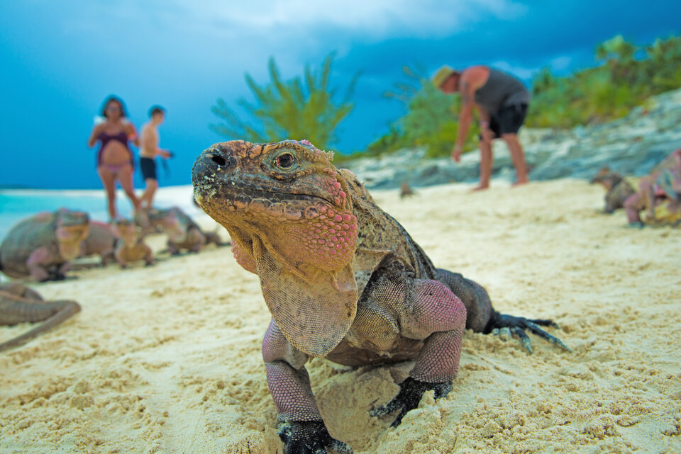 Felsenleguane von Allan´s Cay bereit zu Touristenempfang und Fütterung.