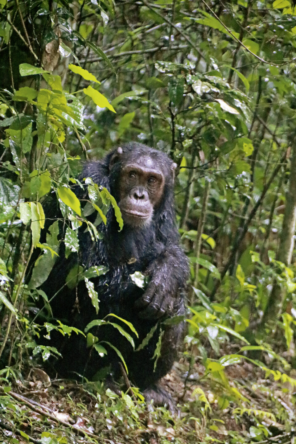 Abb. 1–3: Die Schimpansen im Kibale-Nationalpark sind an Besucher:innen gewöhnt: Bei geführten Trackingtouren können Urlauber:innen die Tiere in ihrer natürlichen Umgebung beobachten.