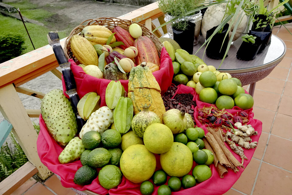 Grenada, die Gewürzinsel, bietet exotische Gewürze und Früchte für jeden Gaumen.