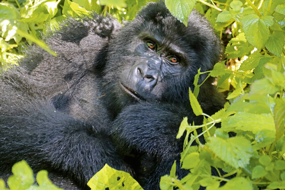 Abb. 7: Der Höhepunkt fast jeder Ugandareise: die Begegnung mit Berggorillas im Bwindi-Nationalpark.