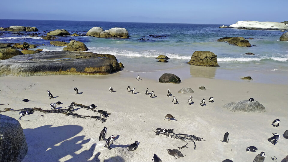 Pinguine am Boulders Beach.