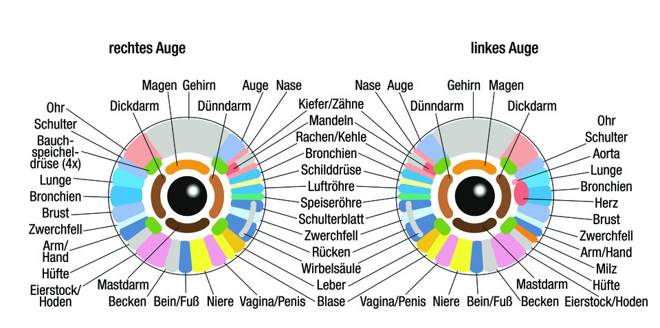 Verschiedene Areale der Iris stehen für verschiedene Körperregionen.