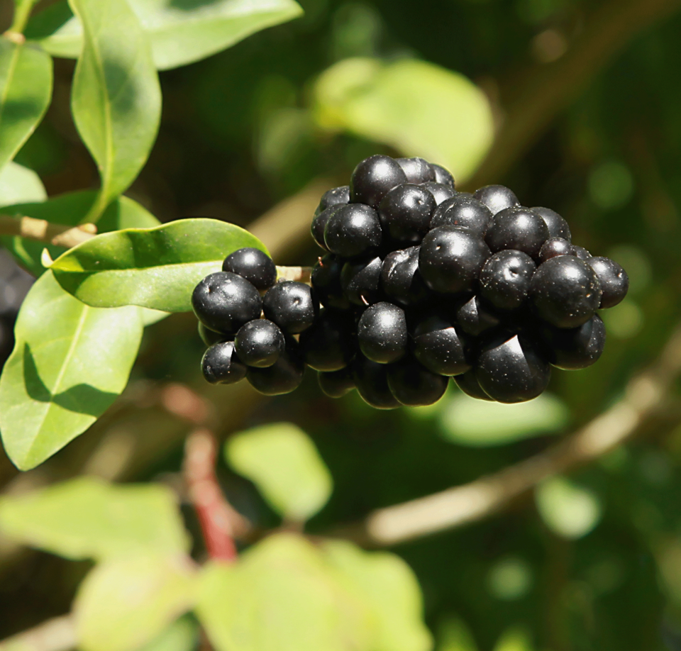 Liguster (Ligustrum vulgare)