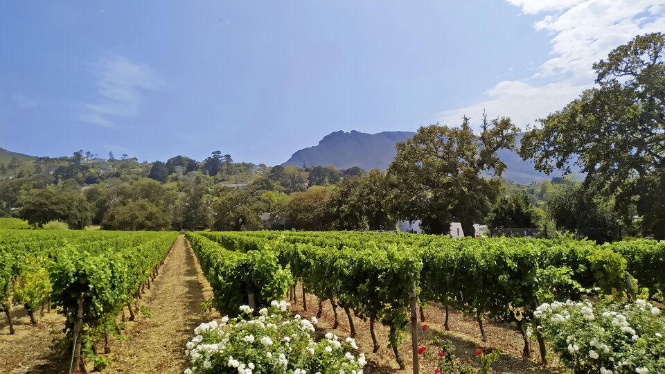 Südafrika ist auch für seine Weinanbaugebiete bekannt.