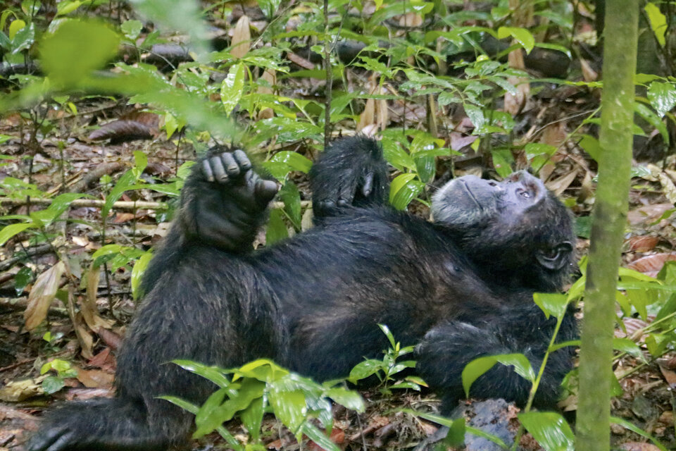 Abb. 1–3: Die Schimpansen im Kibale-Nationalpark sind an Besucher:innen gewöhnt: Bei geführten Trackingtouren können Urlauber:innen die Tiere in ihrer natürlichen Umgebung beobachten.