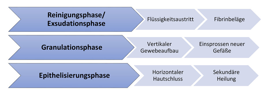 Abb. 1: Darstellung der Wundheilungsphasen einer regulären physiologischen Wundheilung