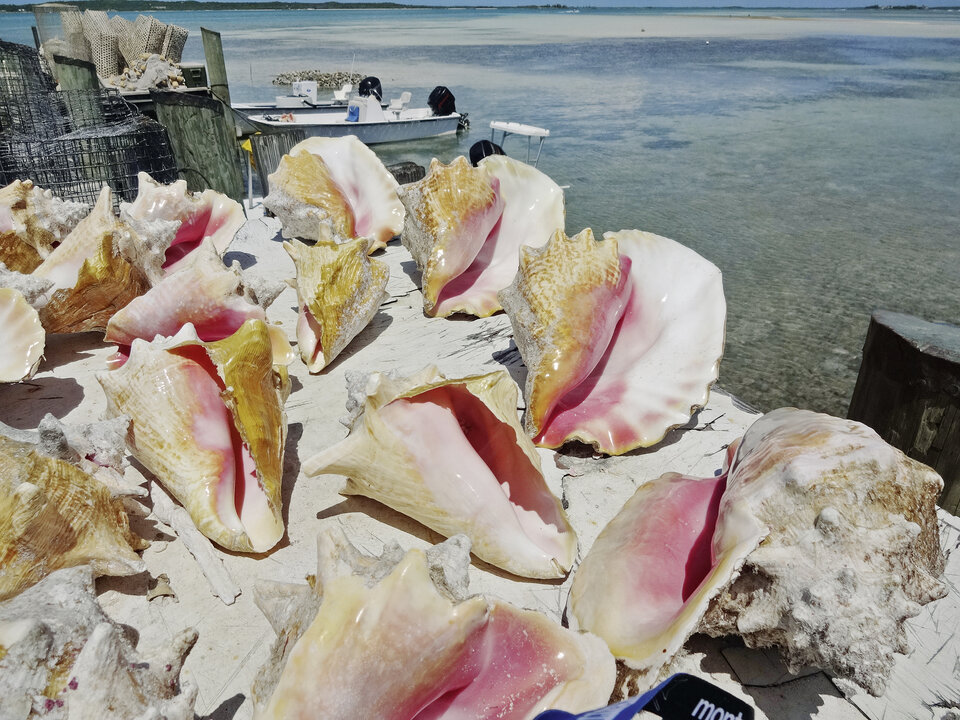 Eigentlich gehört  sie als Symbol in die bahamaische Staatsflagge – die Conch. Kiloschwer ist sie allerorts auf den Bahamas anzutreffen, als schmackhaftes Nationalgericht oder auch als beliebtes Souvenir.