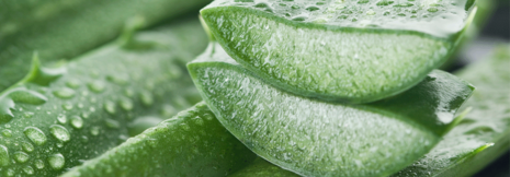 Aloe vera in der Krebstherapie – wirksam gegen Stomatitis und Proktitis